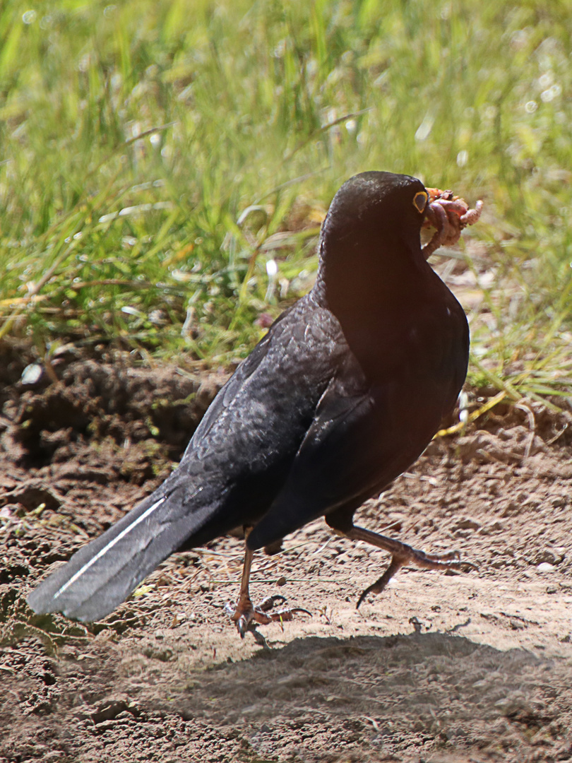 eine Amsel sammelt Futter für den Nachwuchs