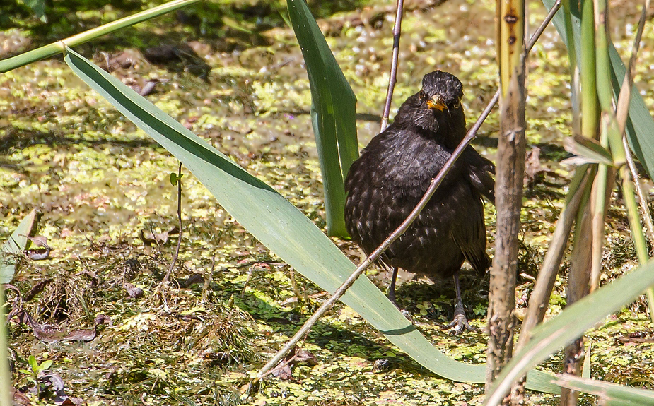 Eine Amsel will auf's Bild