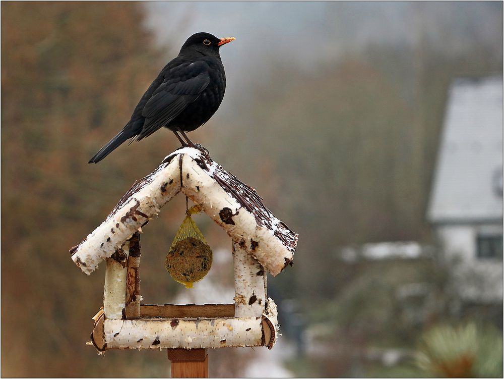 Eine Amsel zu Besuch...