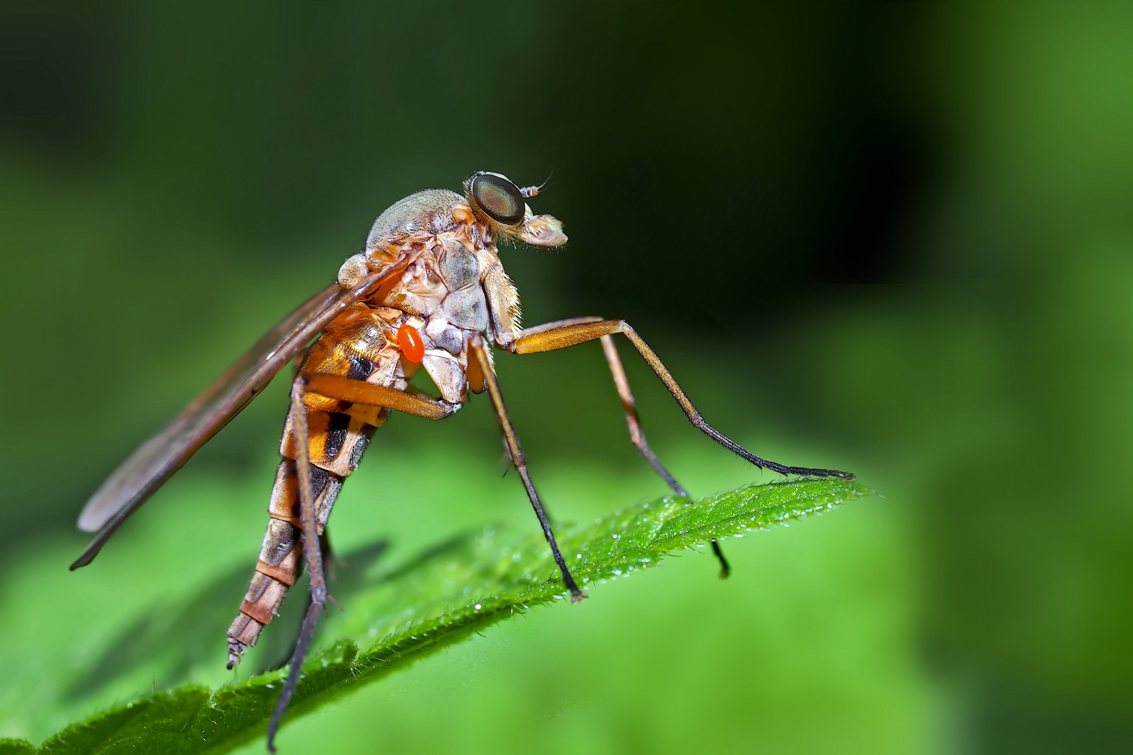 Eine andächtige Schnepfenfliege... - Une belle mouche qui a l'air de méditer...