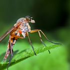 Eine andächtige Schnepfenfliege... - Une belle mouche qui a l'air de méditer...