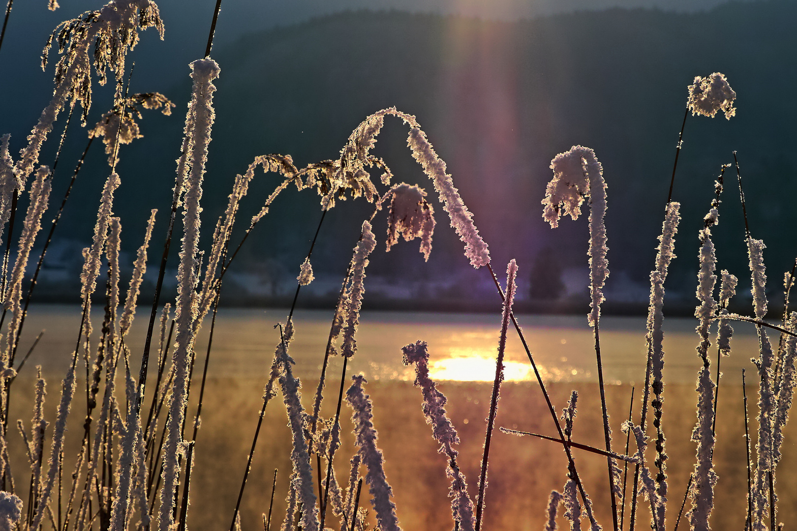 Eine andere Art der Sonnenblumen