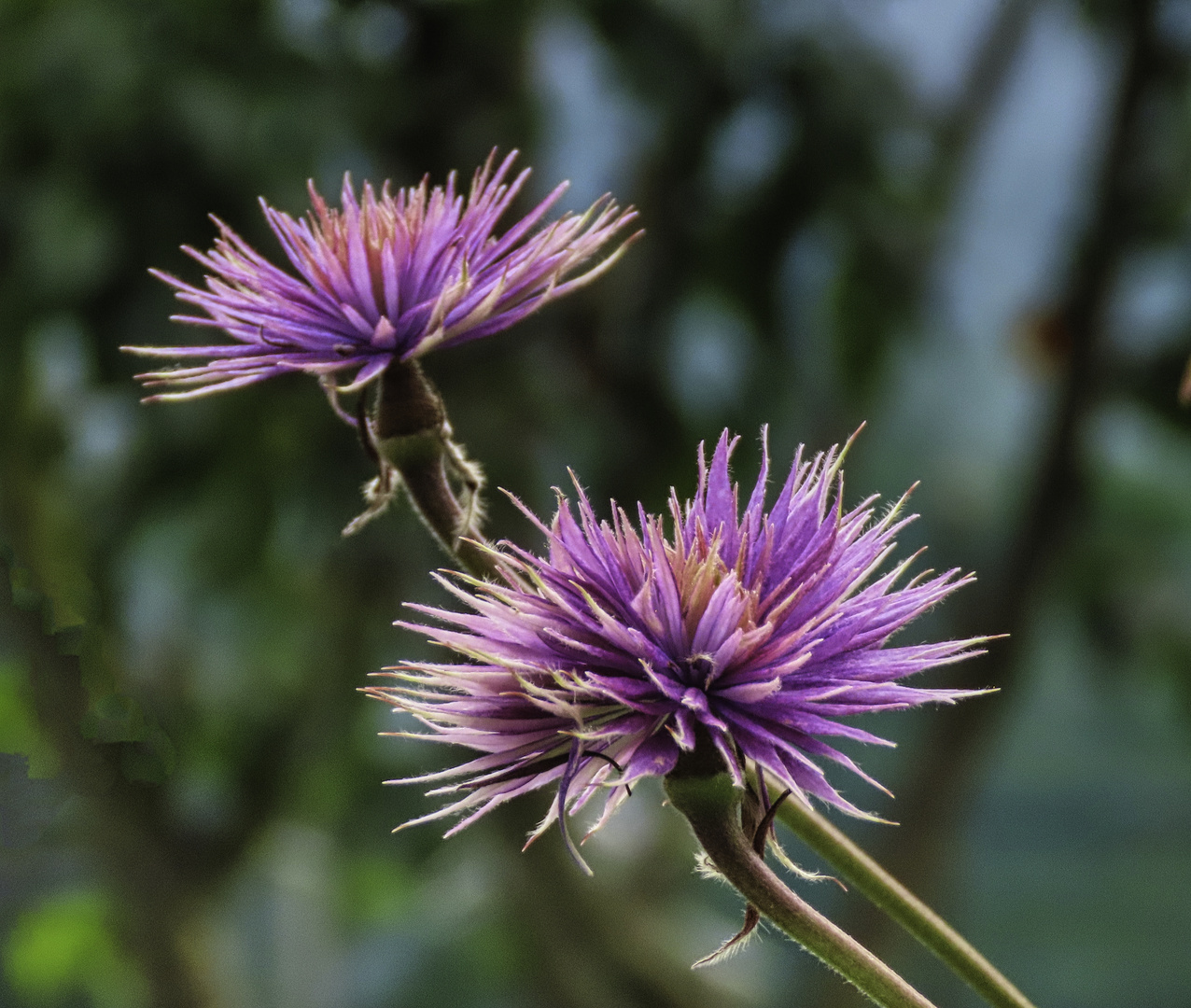 Eine andere Art von Clematis