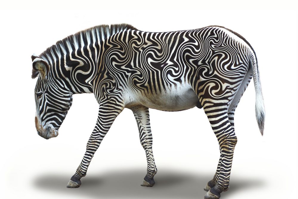 Eine andere Art Zebra