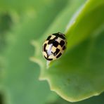 Eine andere Farbvariante des Vierzehnpunkt-Marienkäfers (Propylea quatuordecimpunctata)