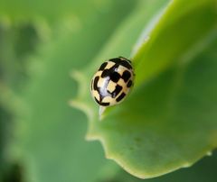 Eine andere Farbvariante des Vierzehnpunkt-Marienkäfers (Propylea quatuordecimpunctata)