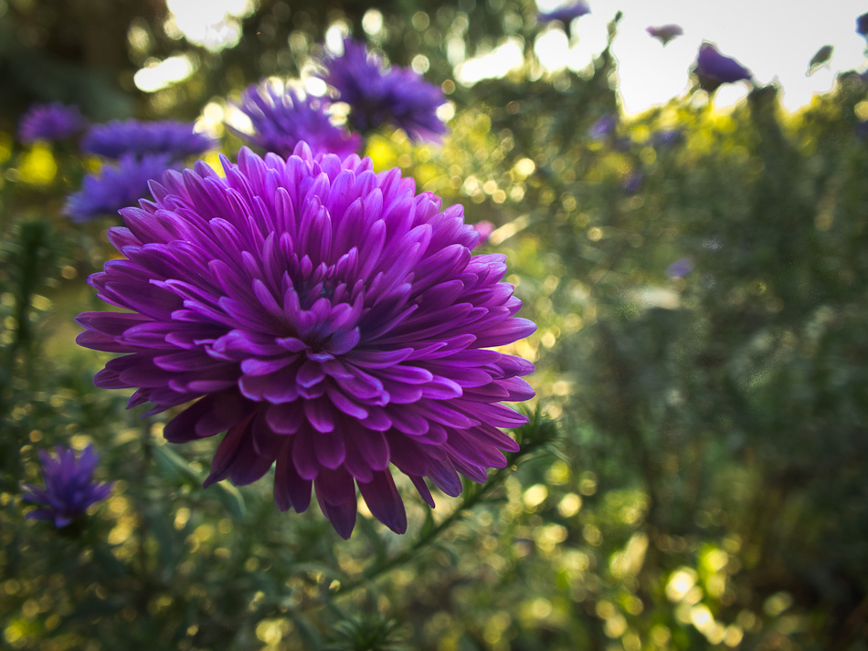 Eine andere Herbstfarbe