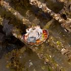 eine andere Impression einer Muschelbank auf der Halbinsel Quiberon