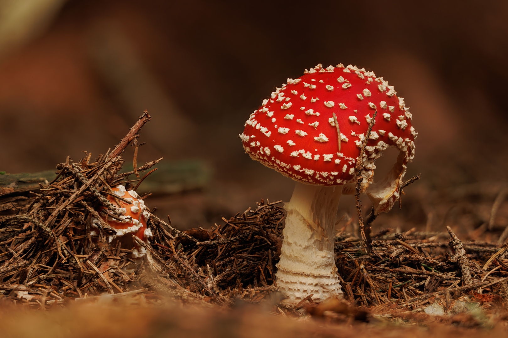 eine andere Perspektive vom gleichen Fliegenpilz