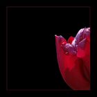 eine andere rote Tulpe / another red tulip