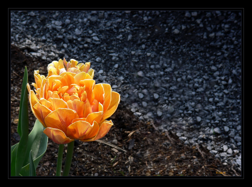 Eine andere Tulpe
