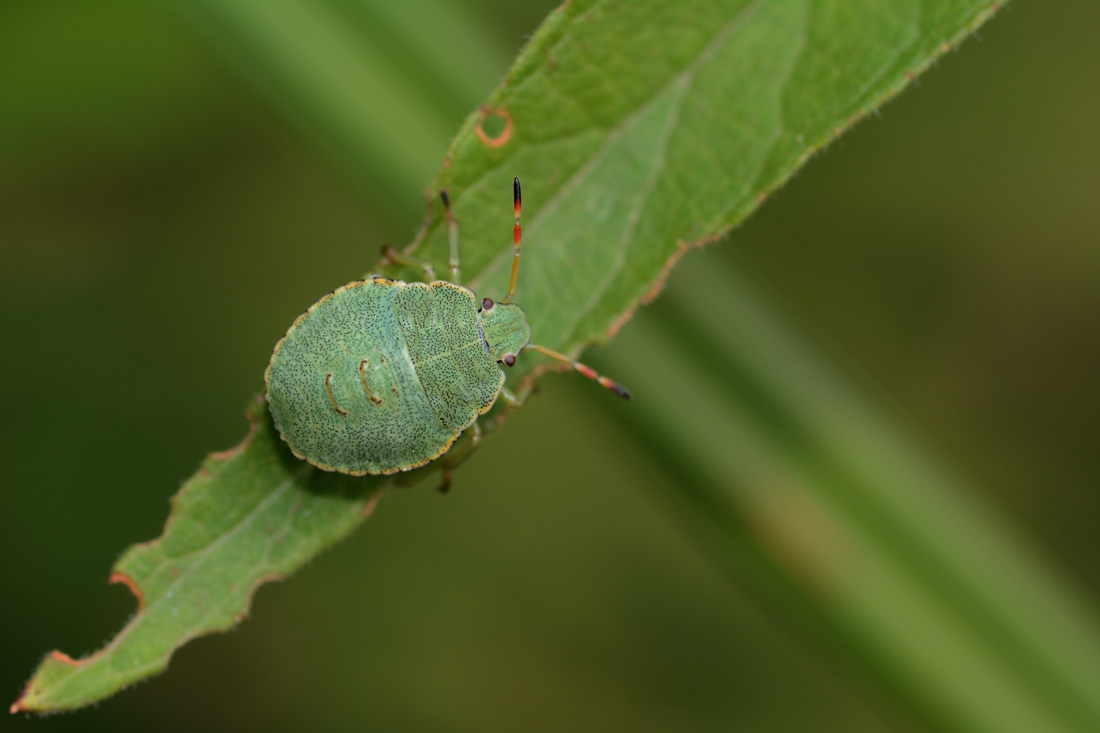 Eine andere Wanzenart, die ich in meinem Garten fotografieren konnte.