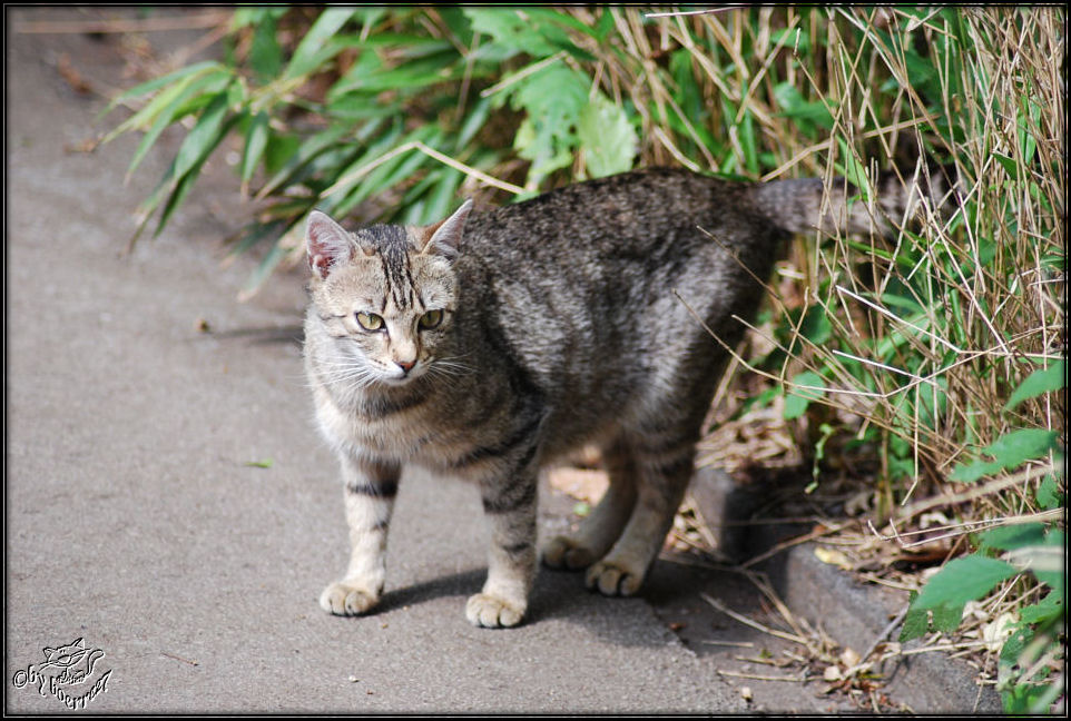 Eine andere Zookatze