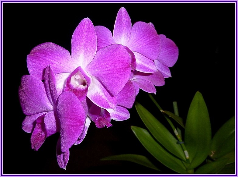 ..eine andersfarbige Orchidee