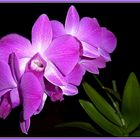 ..eine andersfarbige Orchidee