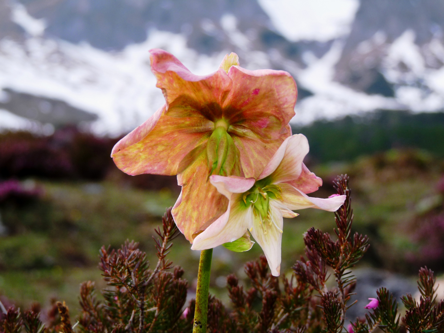 eine andersfarbige schneerose