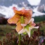 eine andersfarbige schneerose