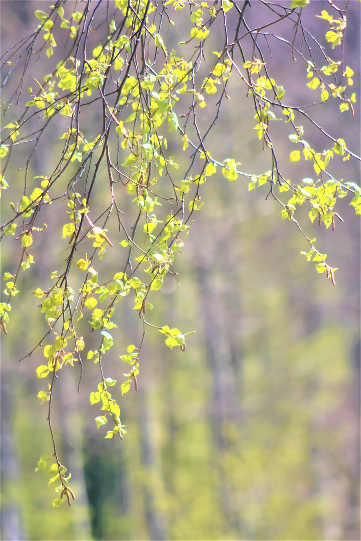 Eine Andeutung des Frühling s