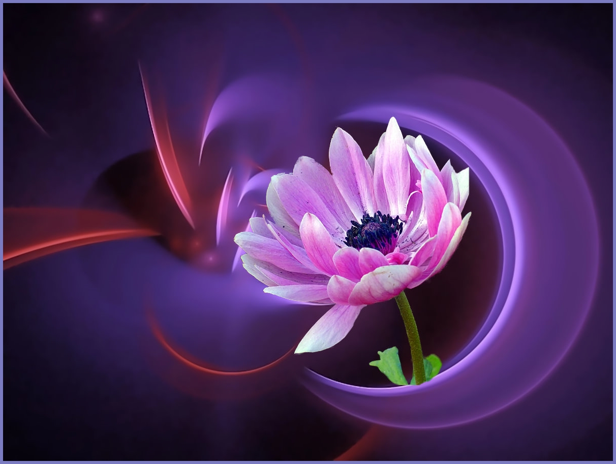 Eine Anemone . . .