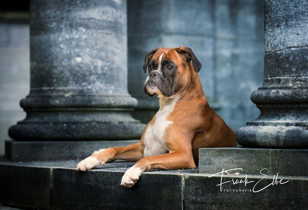 Eine angemessene Location für einen Boxer