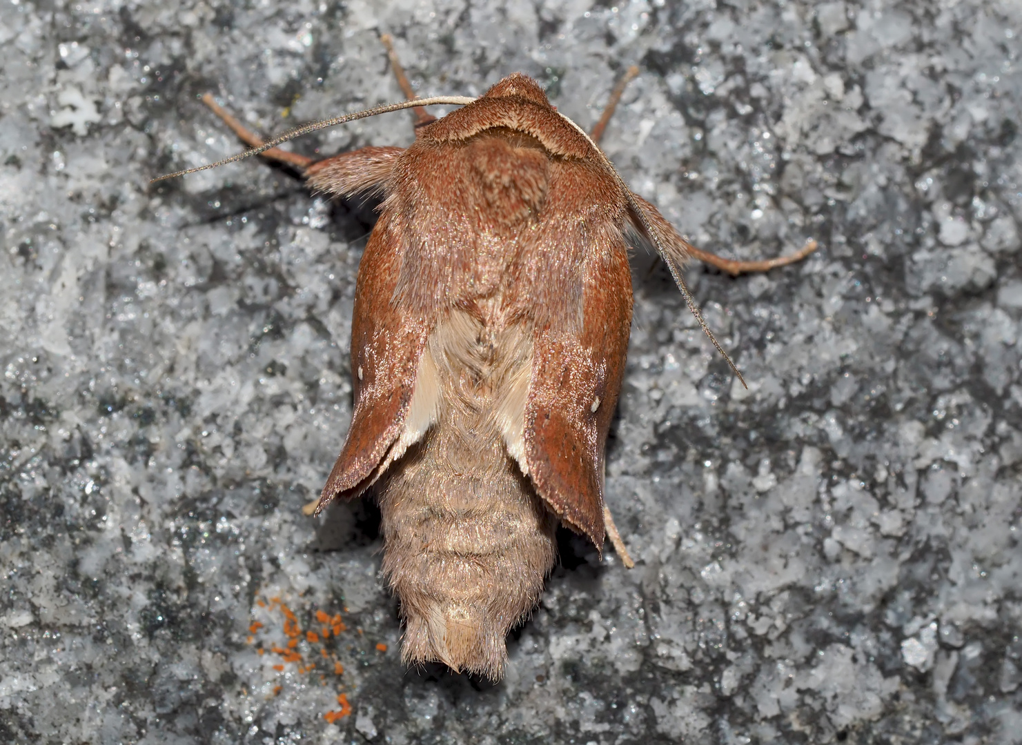 Eine anhängliche Glucke, frisch geschlüpft! - Un bébé de papillon de nuit mignon...