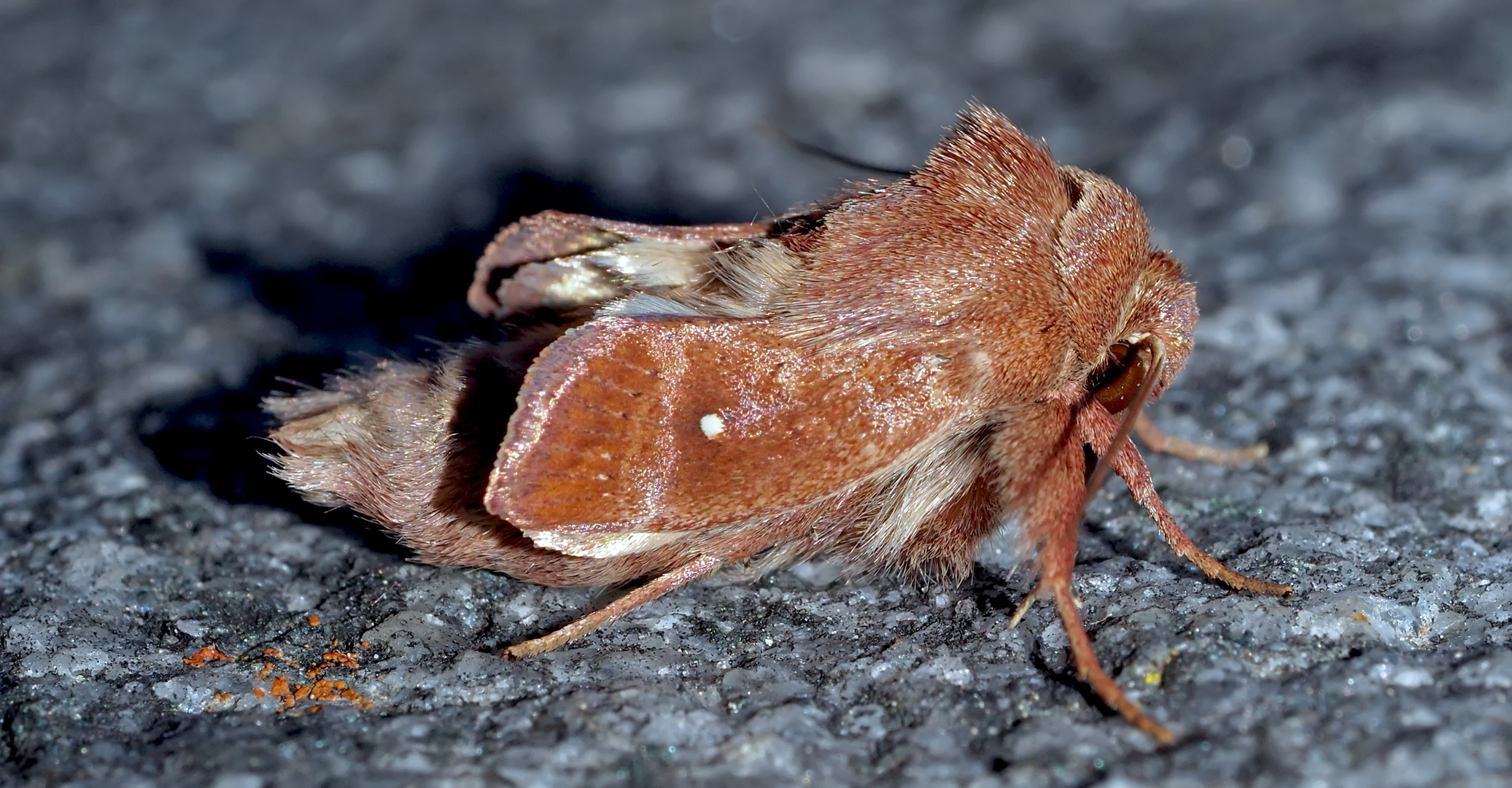 Eine anhängliche Glucke, wohl erst gerade geschlüpft! (Foto 1) * - Un papillon de nuit mignon...