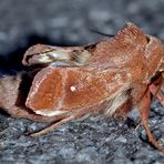 Eine anhängliche Glucke, wohl erst gerade geschlüpft! (Foto 1) * - Un papillon de nuit mignon...