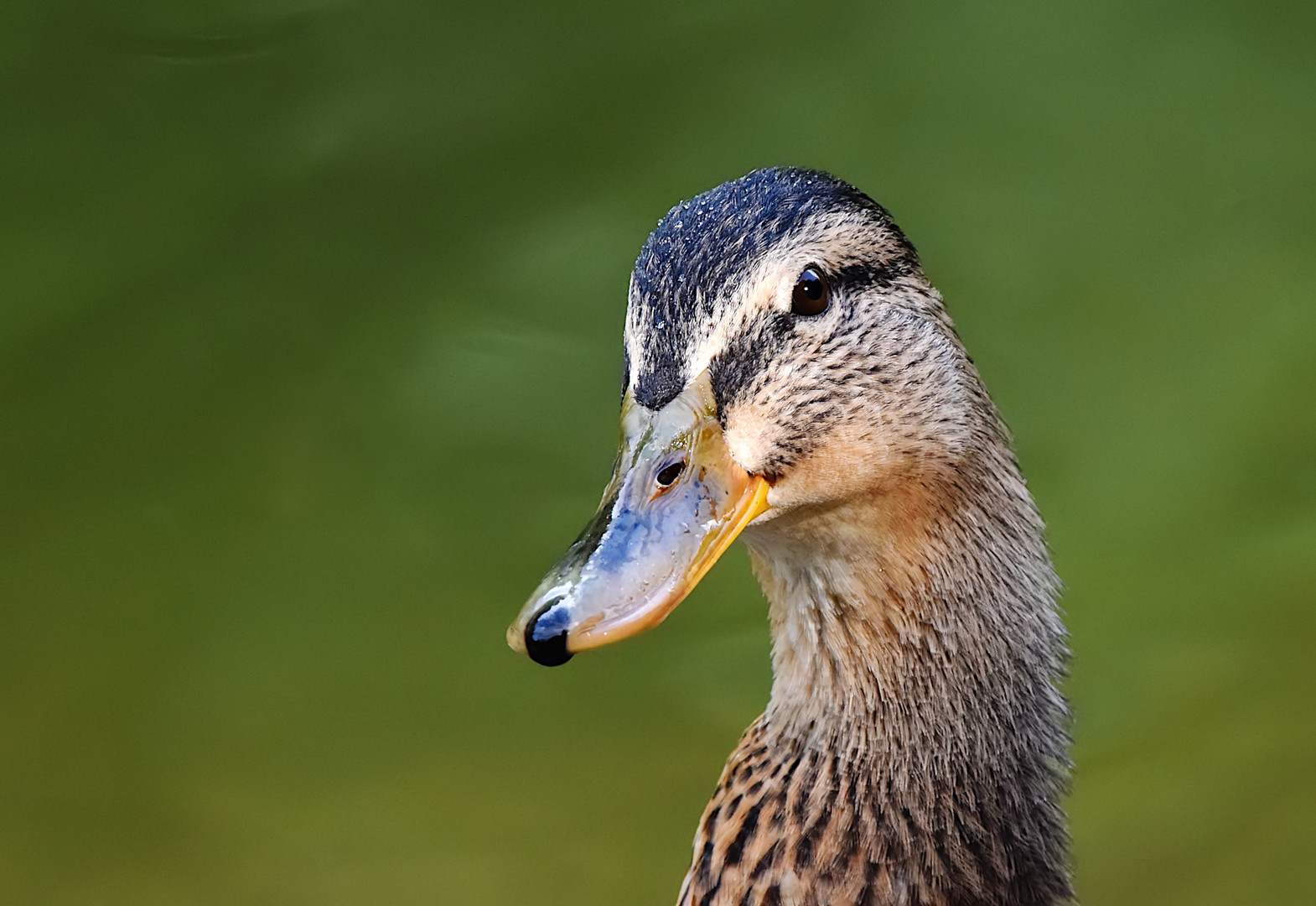 "EINE ANMUT IN DER WASSERVOGELWELT."