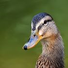 "EINE ANMUT IN DER WASSERVOGELWELT."