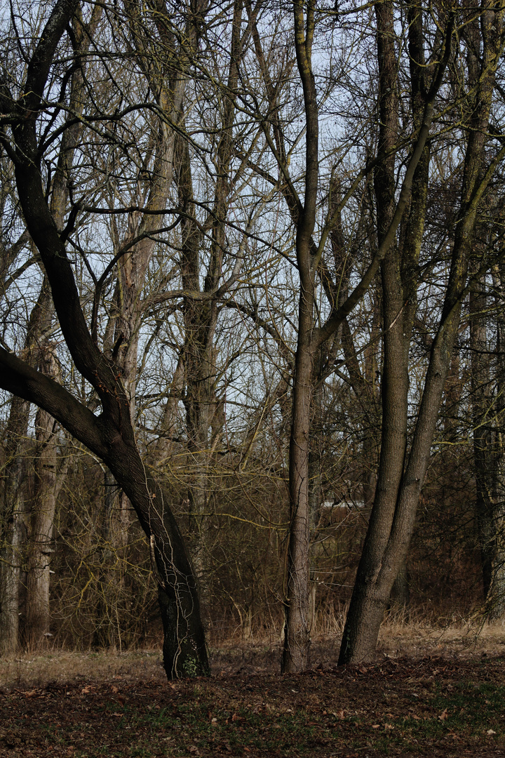 eine Annährung an den Frühling