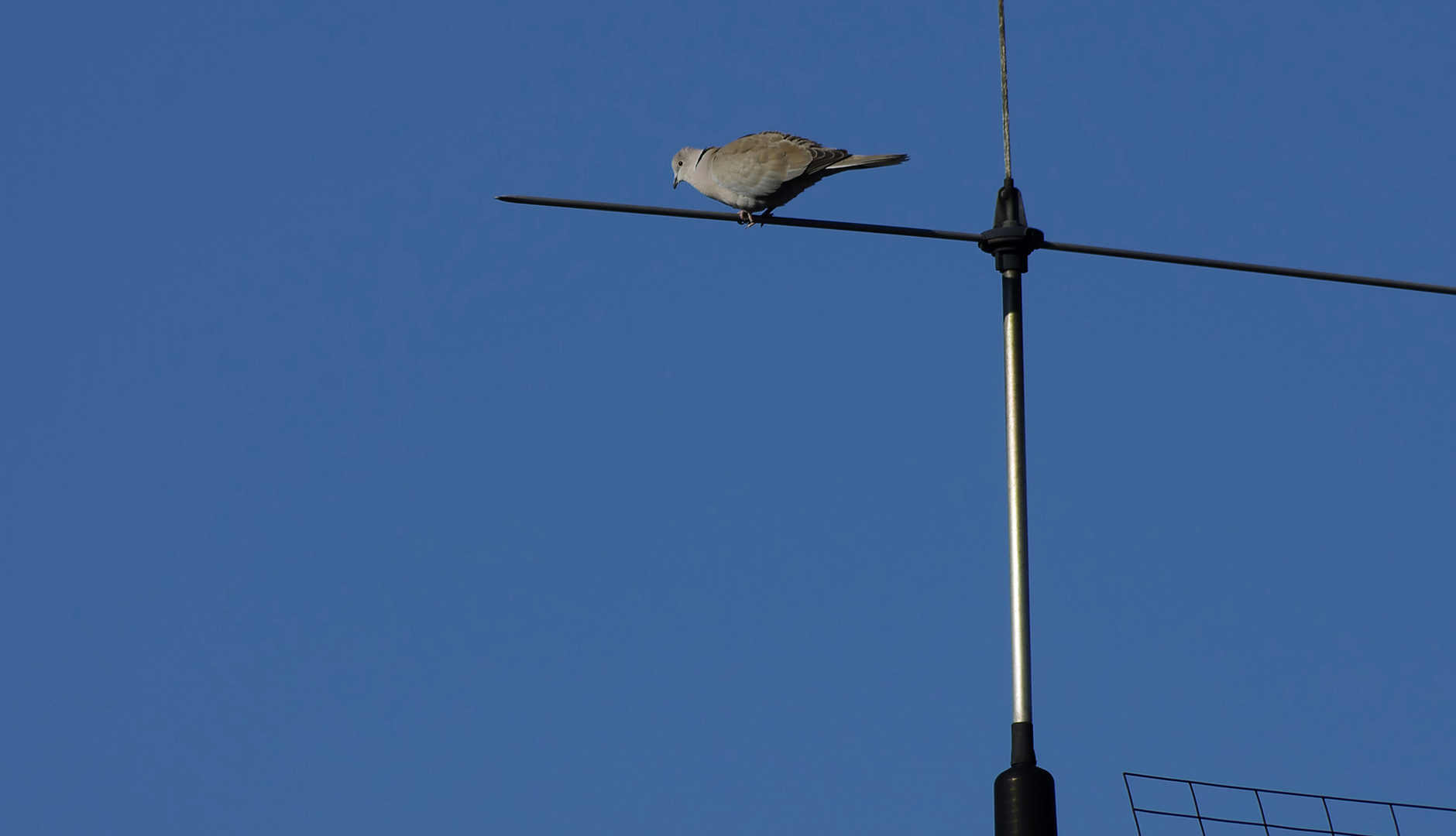 eine Antennen -Taube