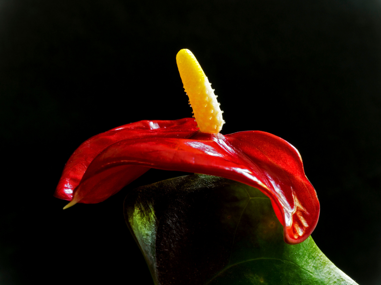 Eine Anthurie als Mittwochsblümchen