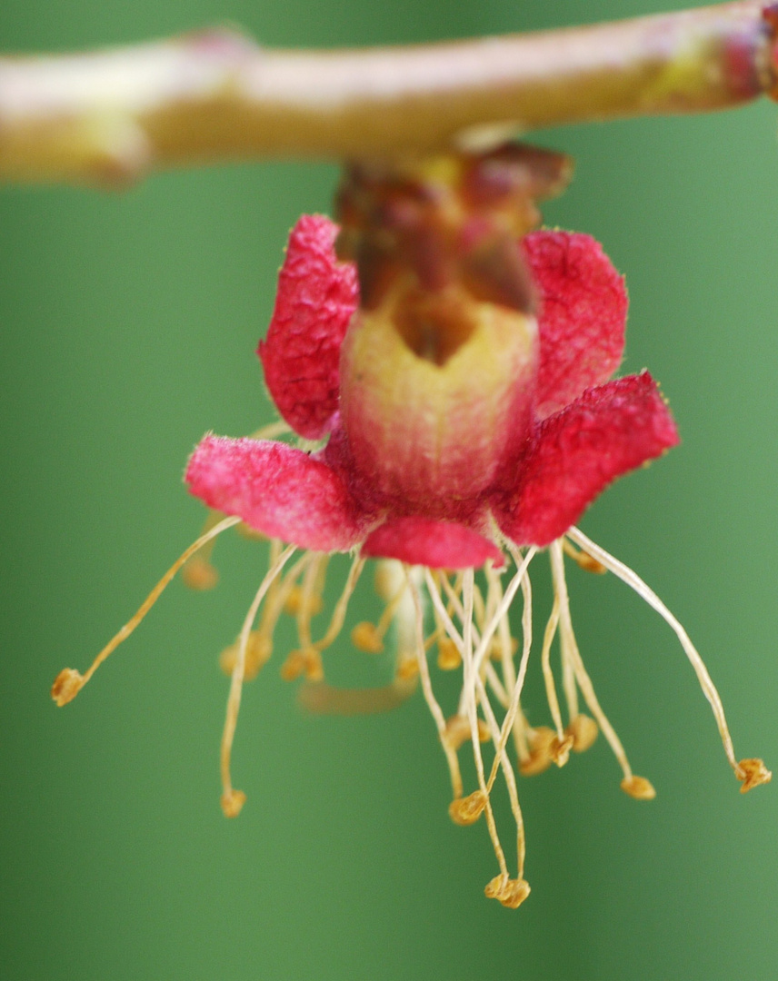 Eine Aprikosenblüte