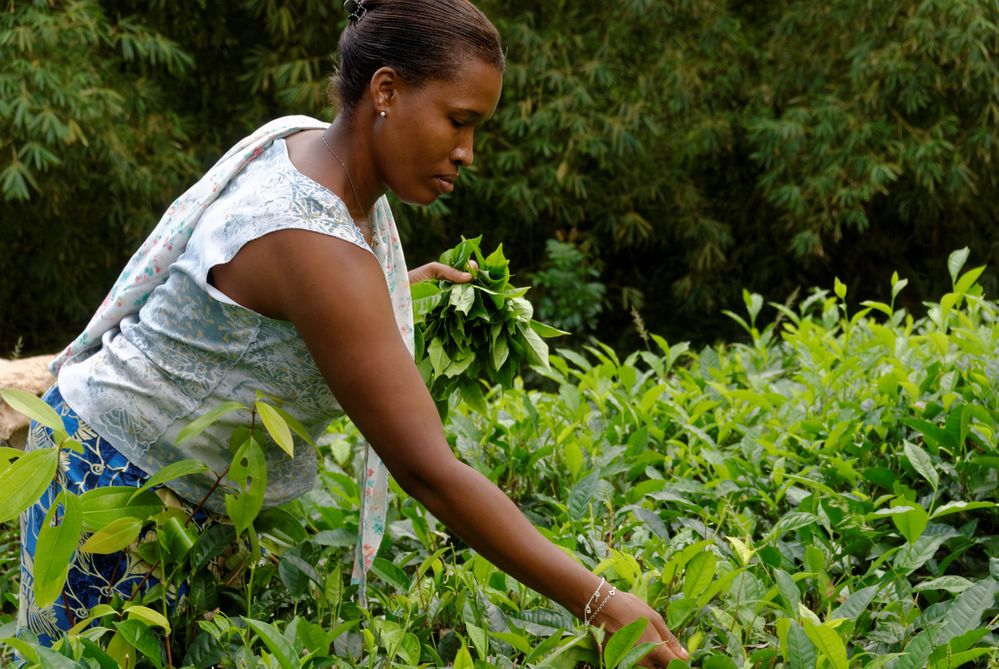 Eine Arbeiterin bei der frühmorgendlichen Tee-Ernte