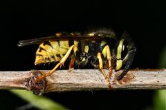 Eine Arbeiterin der Deutschen Wespe (Vespula germanica) beißt einen Stengel . . .