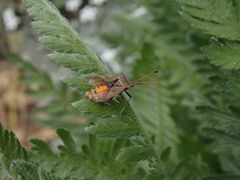 Eine arg gerupfte Lederwanze (Coreus marginatus)