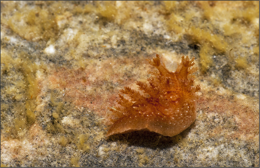 eine arktische wasserschnecke (von hinten)