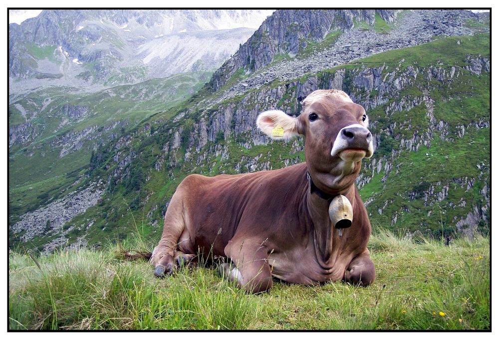Kuh mit Hörner Foto & Bild  tiere, haustiere, nutztiere Bilder auf  fotocommunity