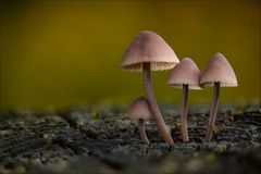 Eine Art der Helmlinge