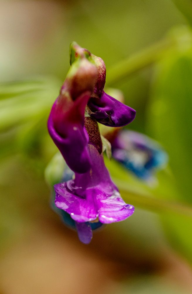 eine Art Löwenmäulchen mit Wassertropfen