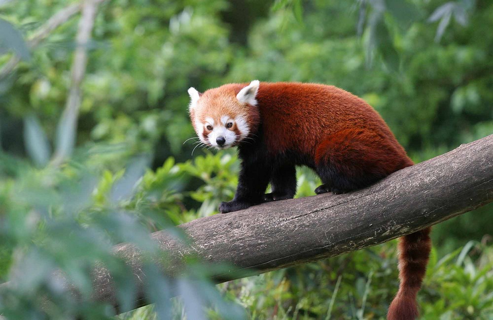 Eine Art Pandabär