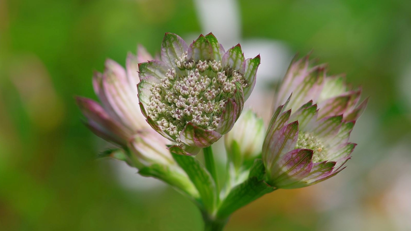 Eine Art Strohblume ?