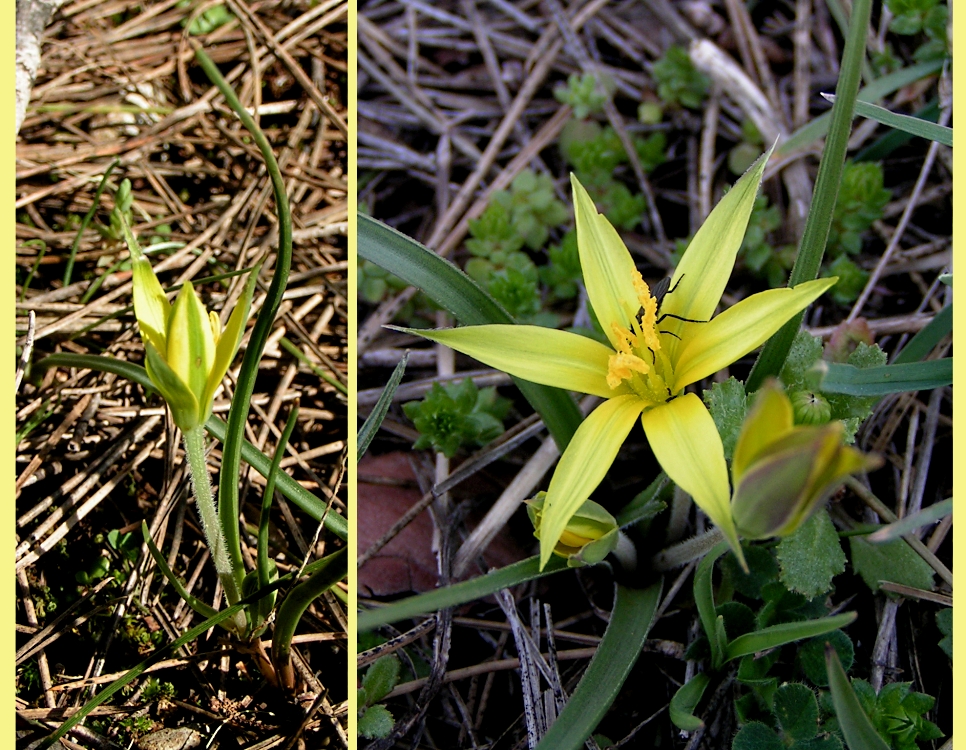 eine Art Wildtulpe vielleicht?