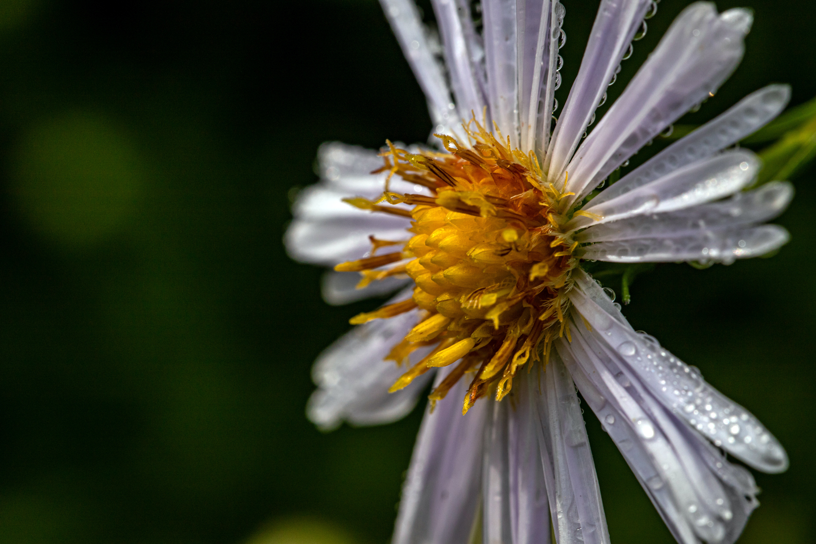 Eine Asternblüte