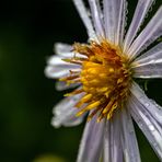 Eine Asternblüte