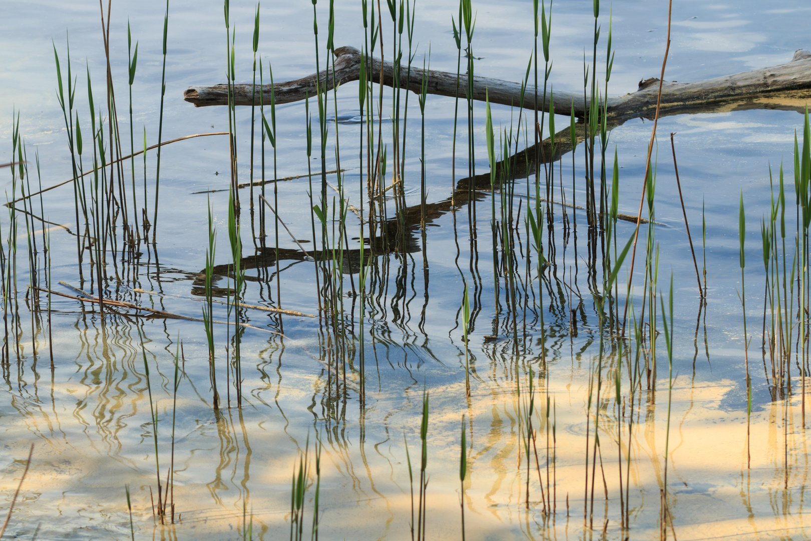 Eine Astgabel im Wasser ?