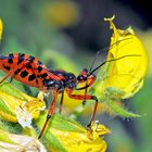 Eine attraktive mörderische Wanze (Rhinocoris iracundus)! 