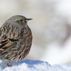 Eine aufgeplusterte Alpenbraunelle