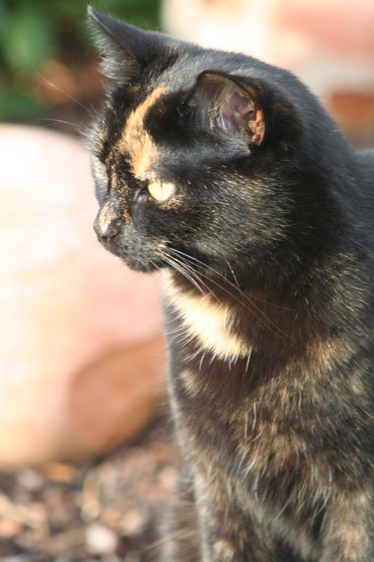 eine aufmerksame Katze beobachtet Kinder beim Spielen