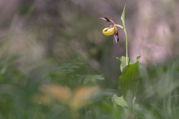 Eine Augenweide - der Gelbe Frauenschuh